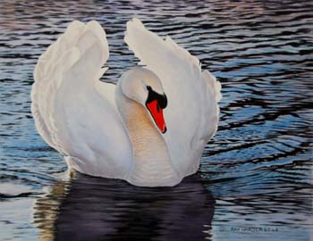 Majestic mute swan
